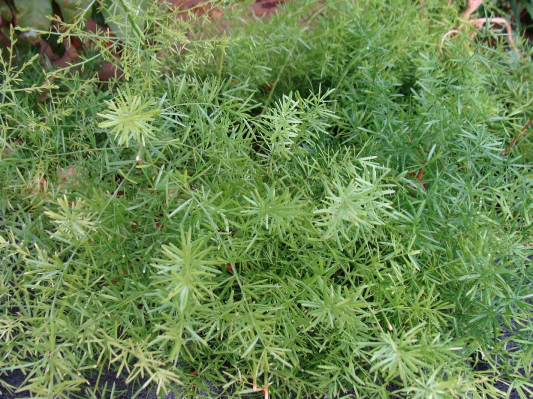 Asparagus sprengeri Acacia LLC