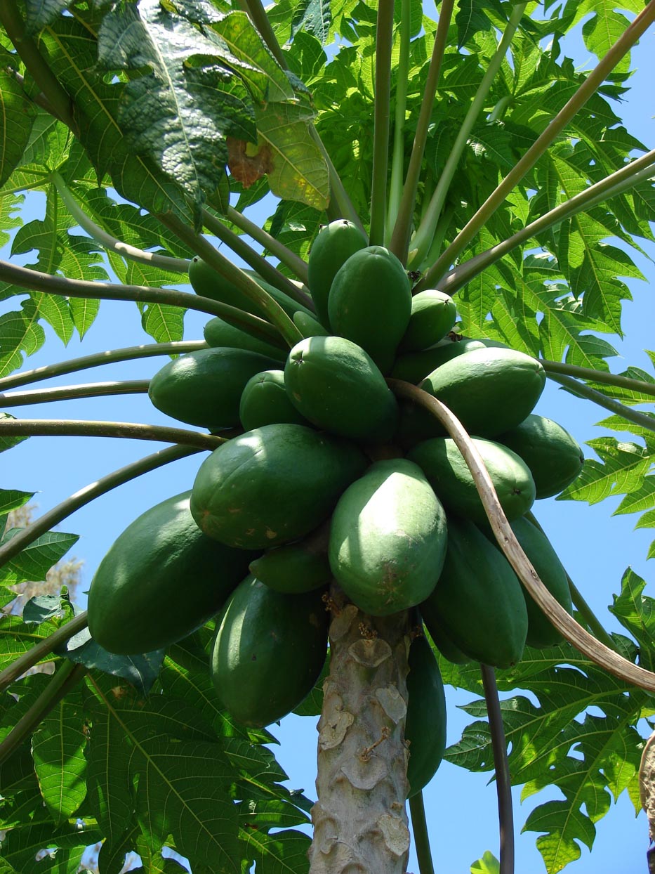 carica papaya acacia