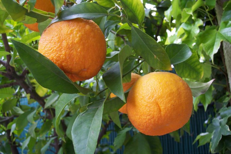 Citrus aurantium - Acacia LLC