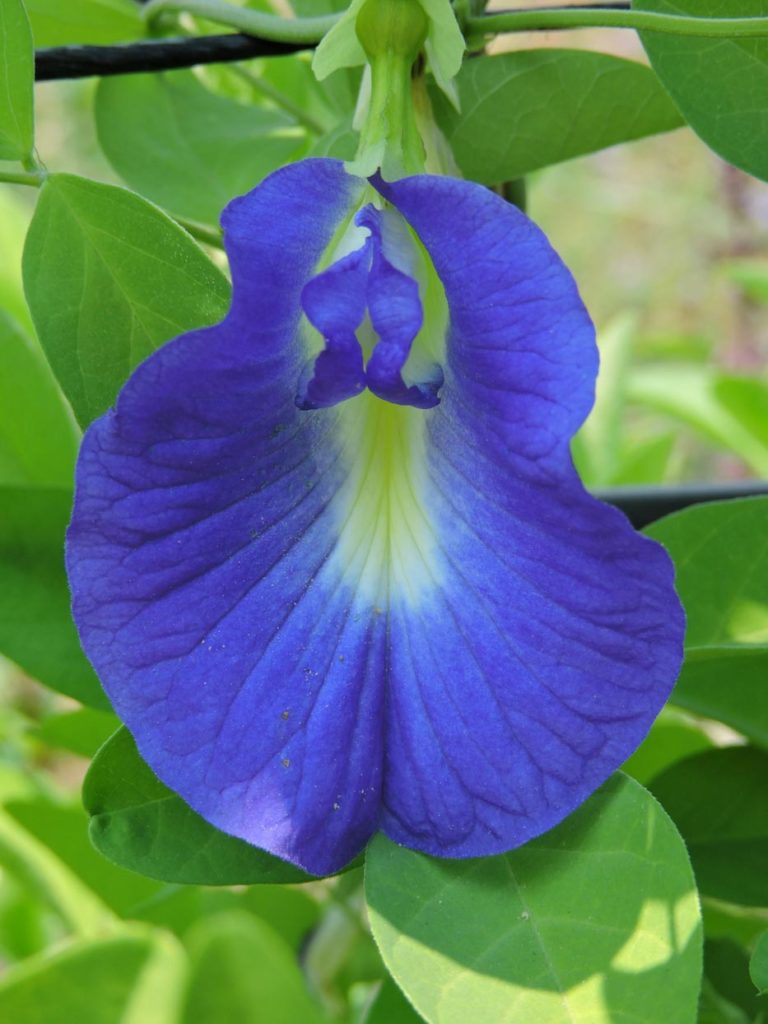 Clitoria ternatea - Acacia LLC