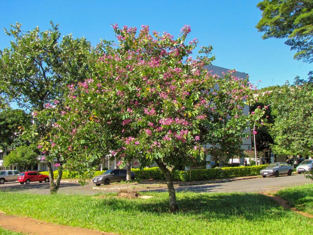 bauhinia-purpurea-acacia-llc