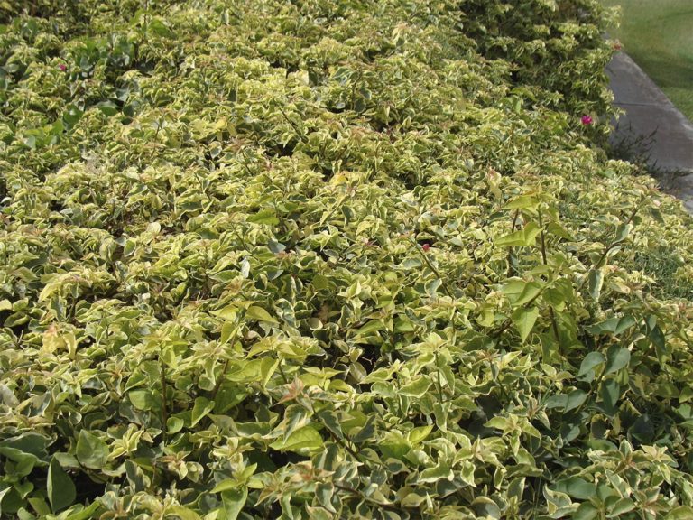 Bougainvillea glabra variegata - Acacia LLC