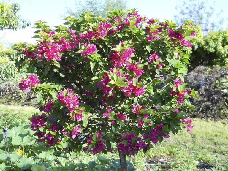 Bougainvillea glabra pink pixie - Acacia LLC