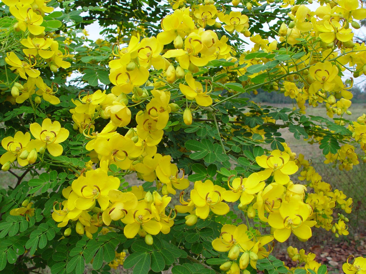 cassia-bicapsularis-acacia-llc