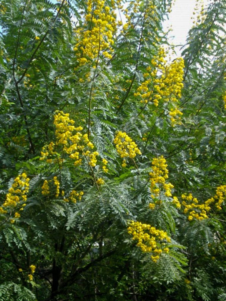 Cassia Siamea Acacia Llc 