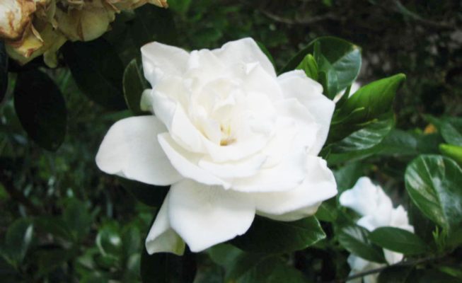 Gardenia jasminoides - Acacia LLC