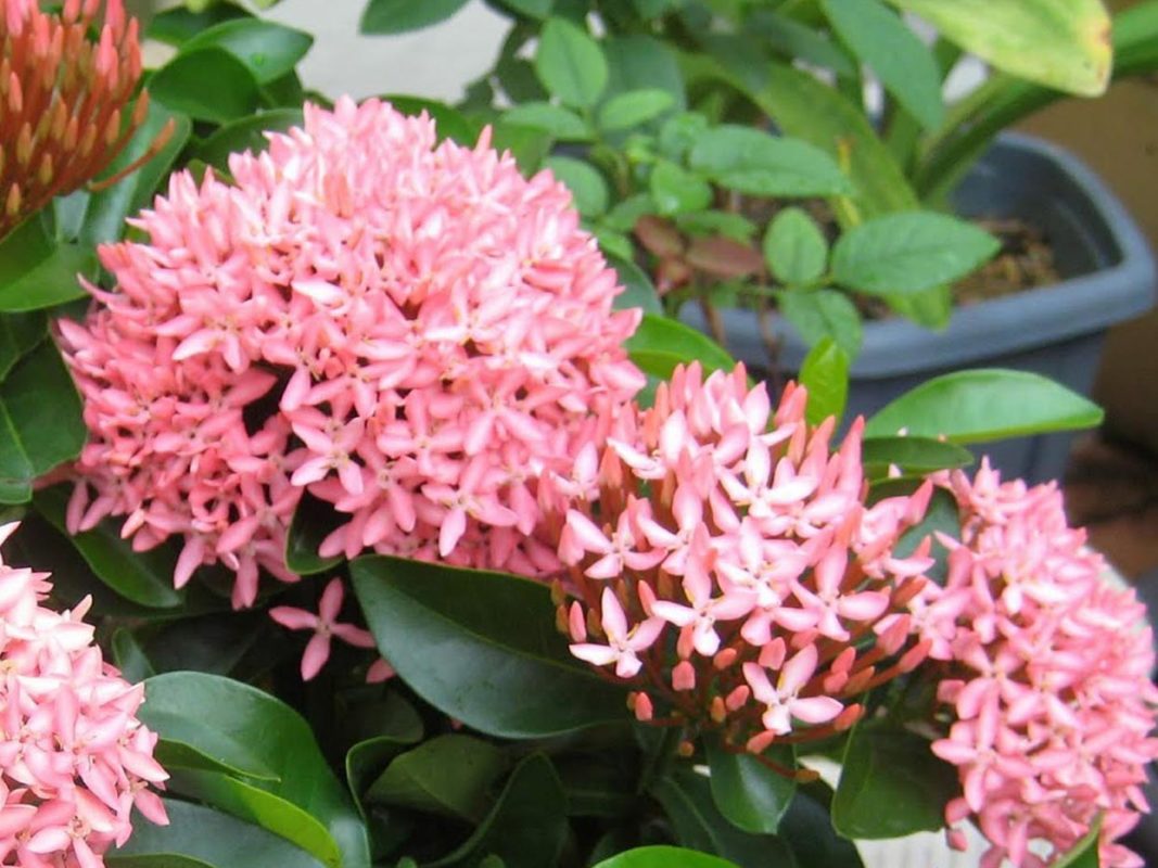 Ixora chinensis - Acacia LLC