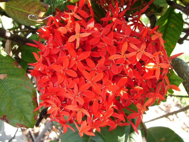 Ixora chinensis Acacia LLC