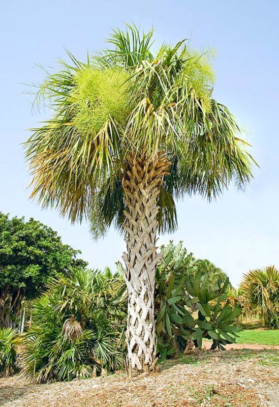 Sabal palmetto - Acacia LLC