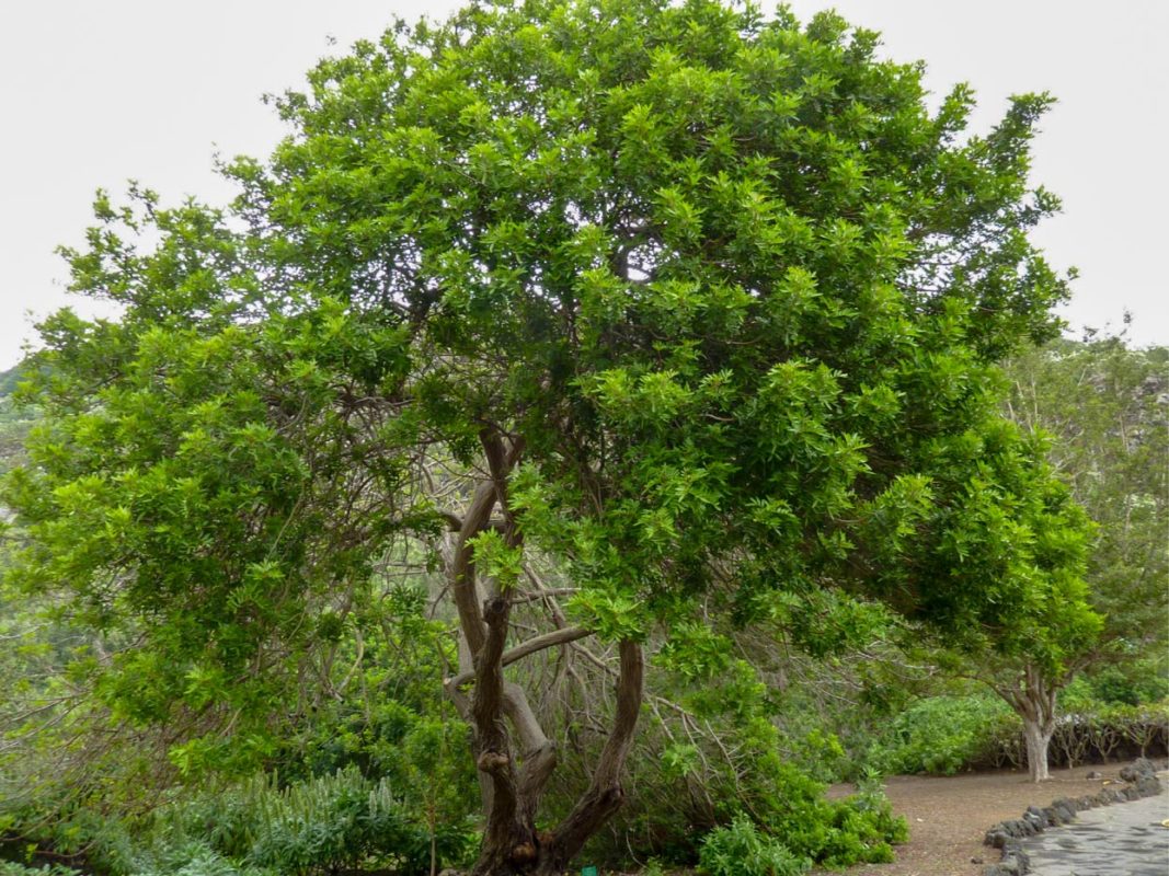 Schinus Terebinthifolius Acacia Llc