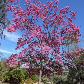 Tabebuia rosea - Acacia LLC