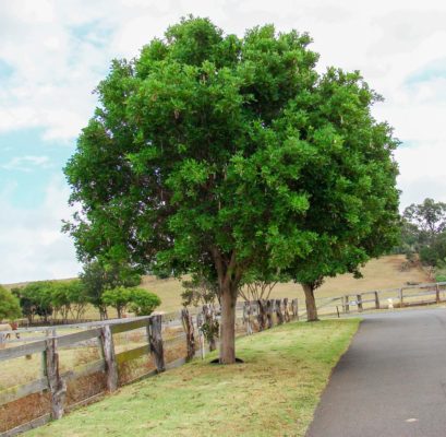 Tabebuia rosea - Acacia LLC