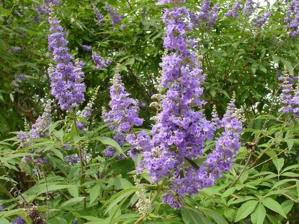 50+ Chaste Tree Seeds (Vitex Agnus-castus) – Fast-Growing, Edible Berries, Perennial, Non-GMO