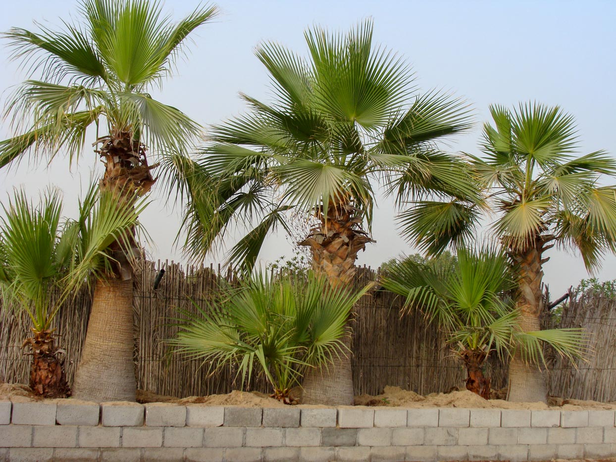 Washingtonia filifera